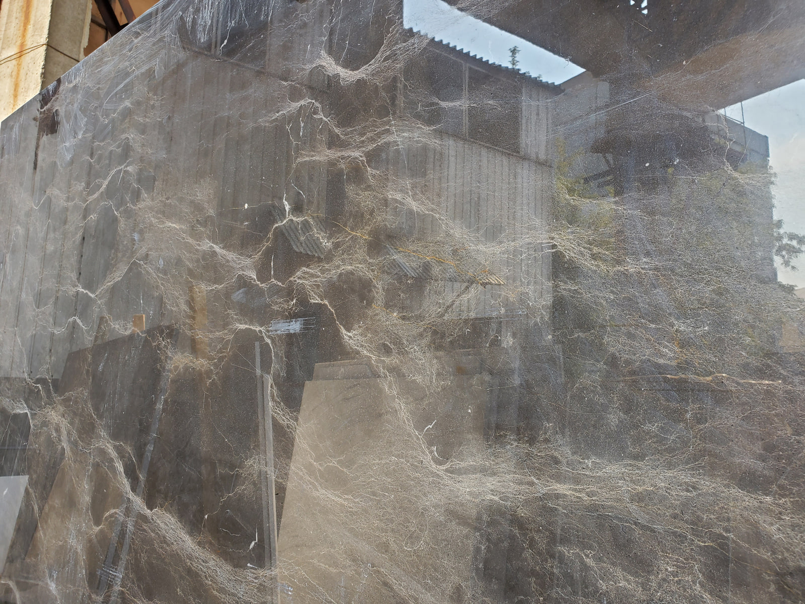 Браун спайдер — фото 4